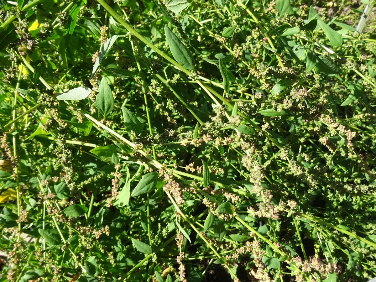 Atriplex patula (Amaranthaceae)